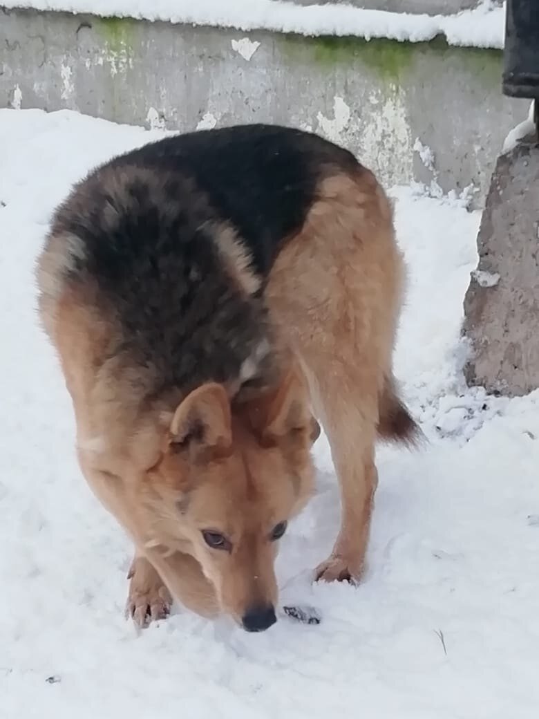 Атос был всё же рад новым запахам