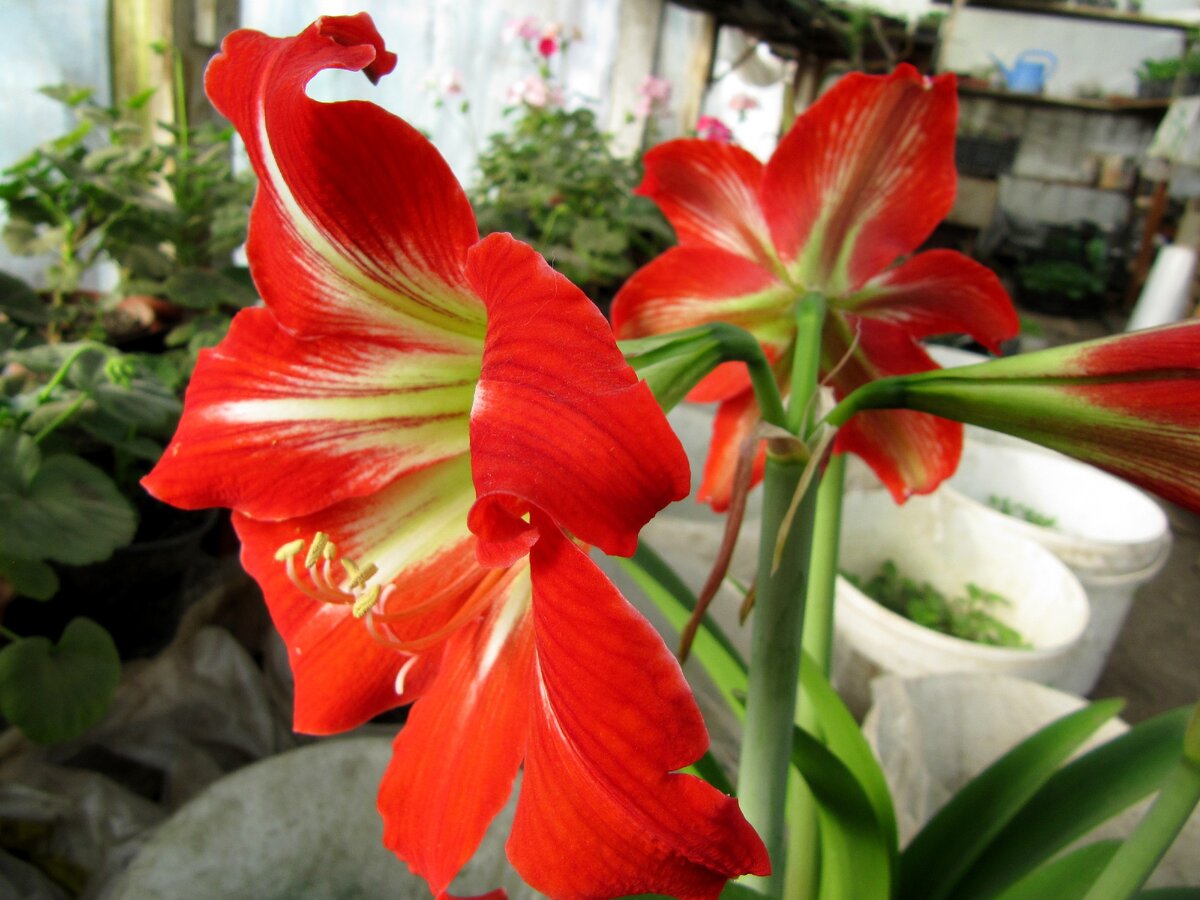 Гиппеаструм (листайте)