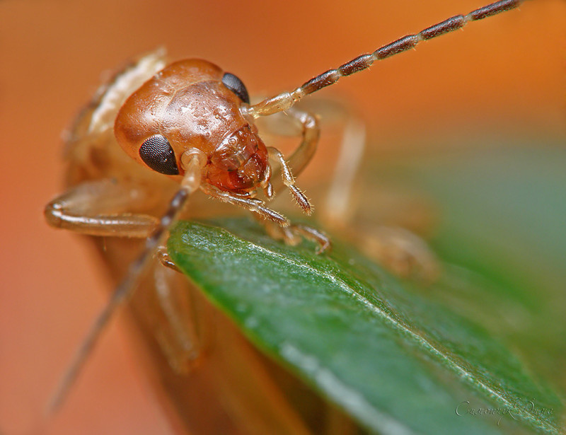 Фото из открытого источника