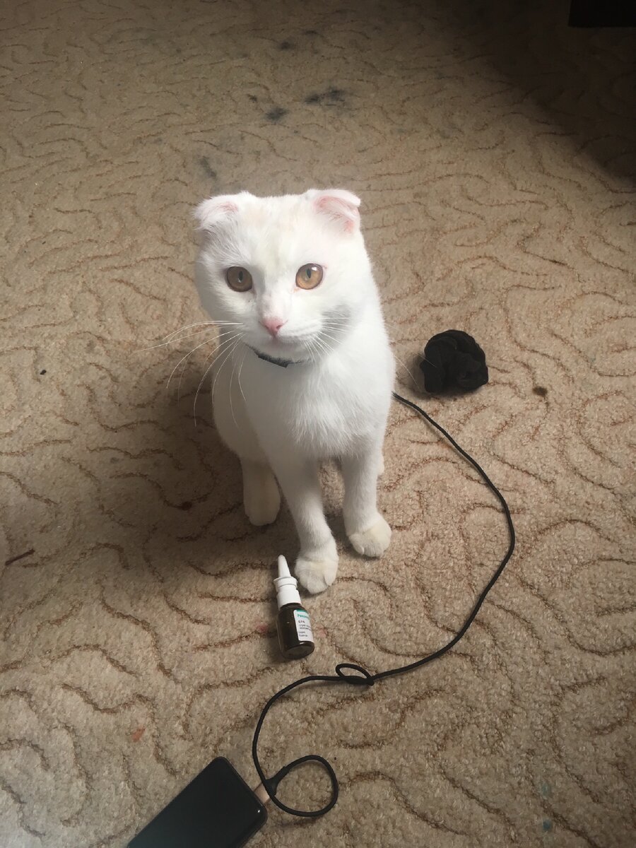 «Сирена -Кекс»