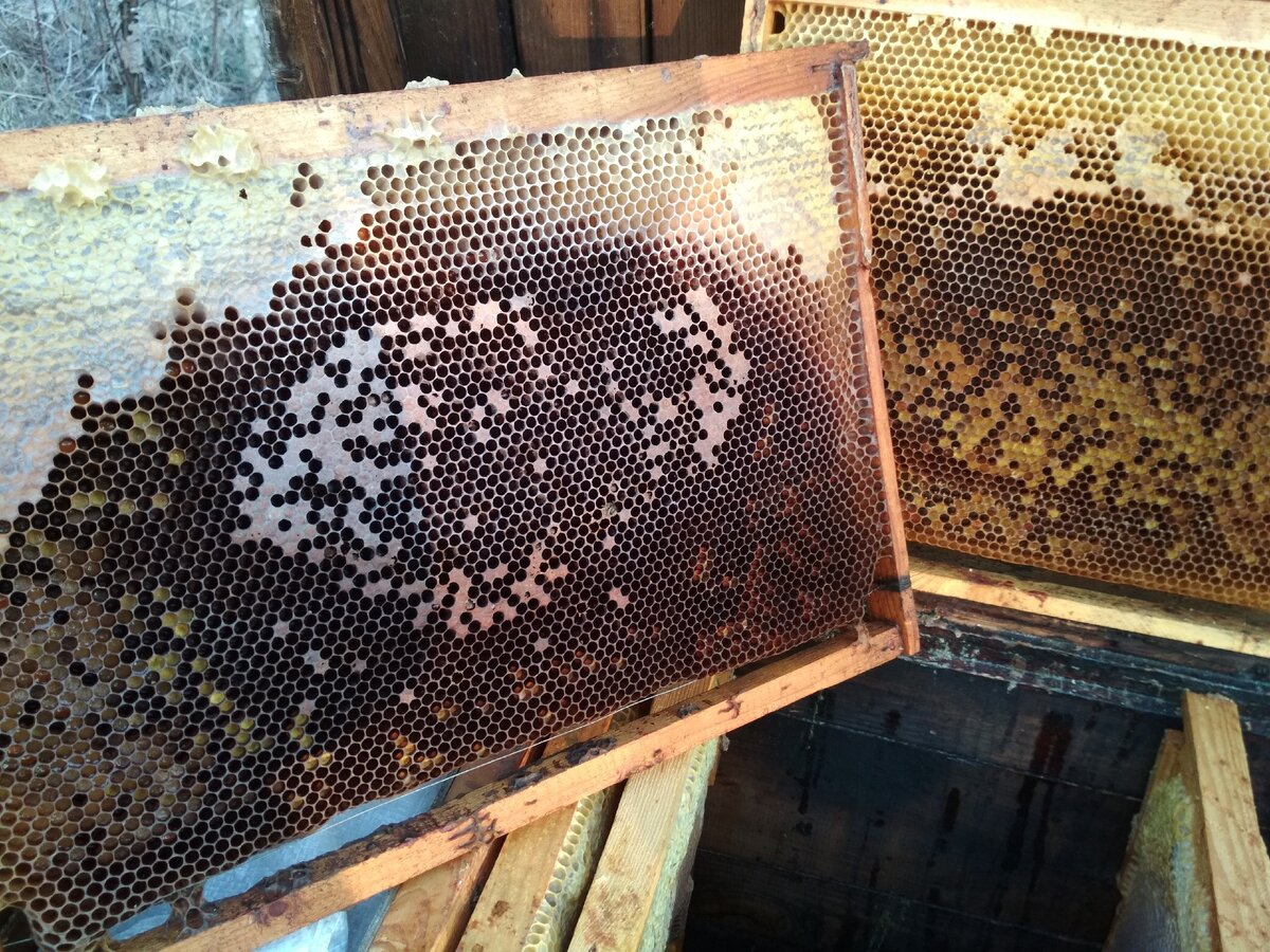 Рамки с запечатанным расплодом и пергой