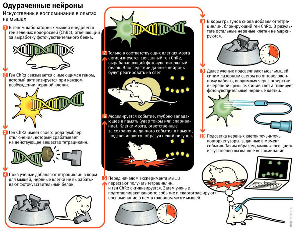 Мозги мыши. Опыты на мышах. Эксперимент для памяти. Искусственные воспоминания. Эксперимент ложная память.