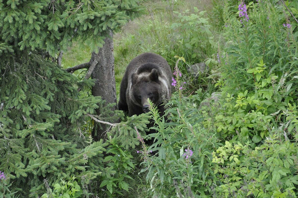 Фото https://pixabay.com/ru/