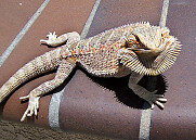 Агама бородатая