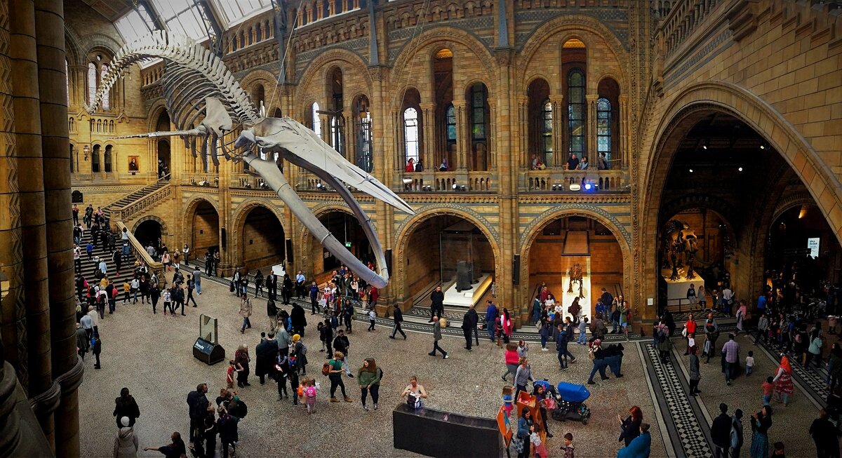 Музей естественной истории, Лондон