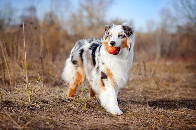 Рост: 46-58 см.