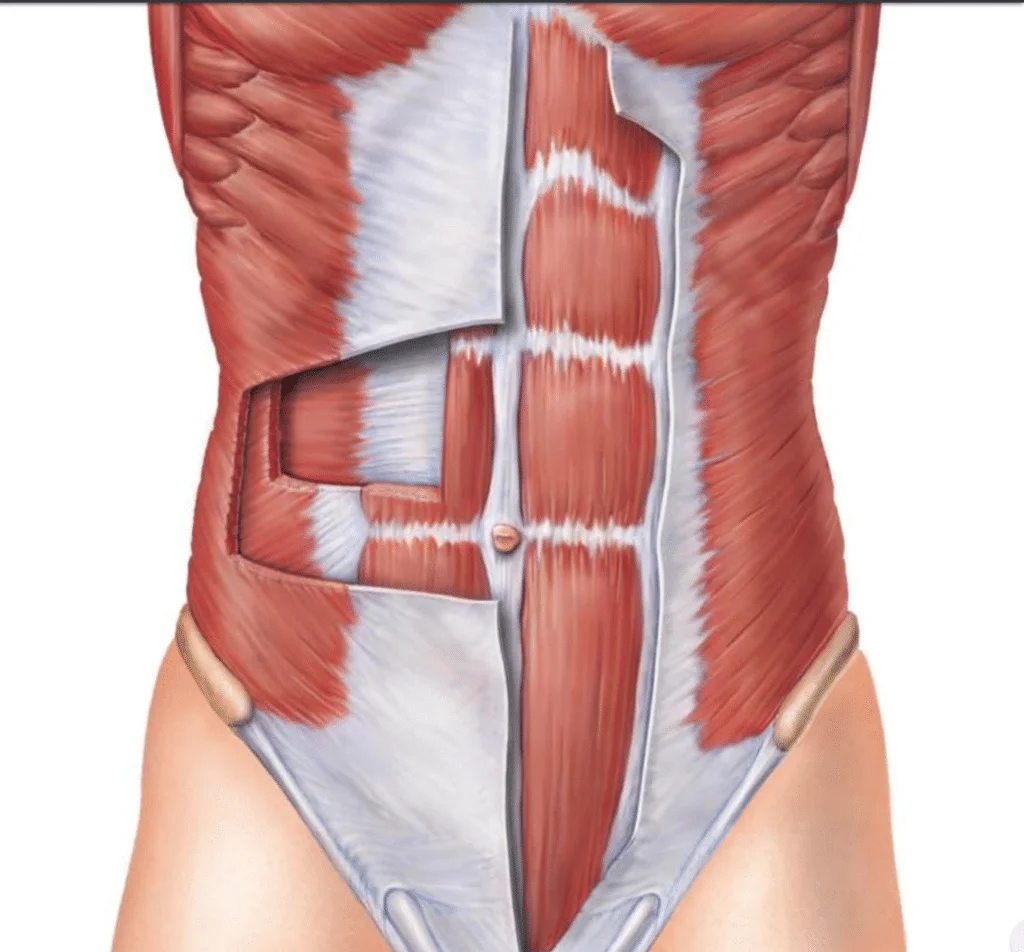 External Oblique мышца