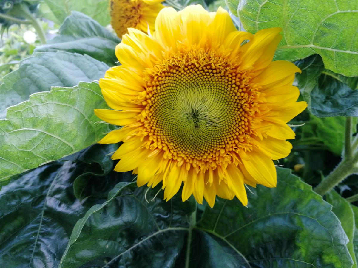 Цветет подсолнух Солнечный зайчик