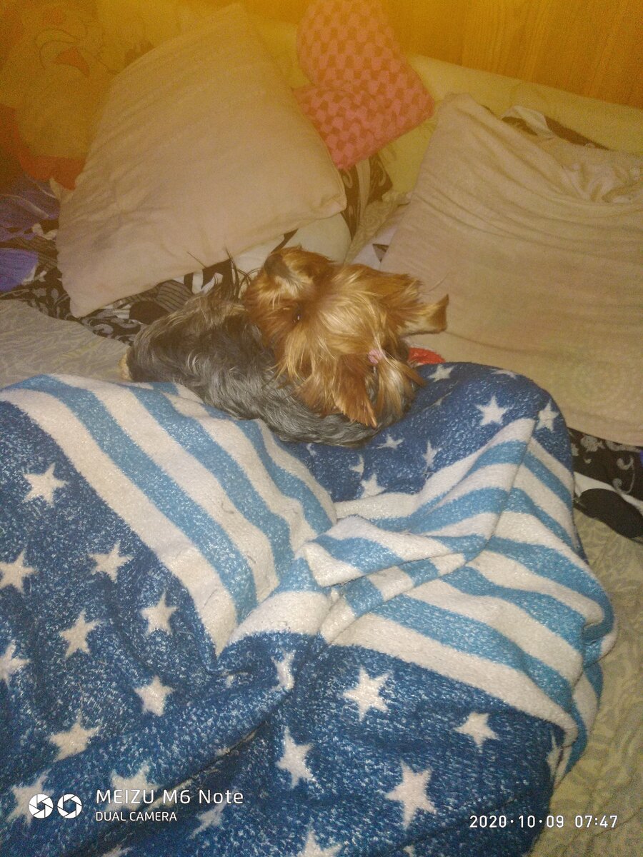 Собаки очень разленились и опять спать завалились...