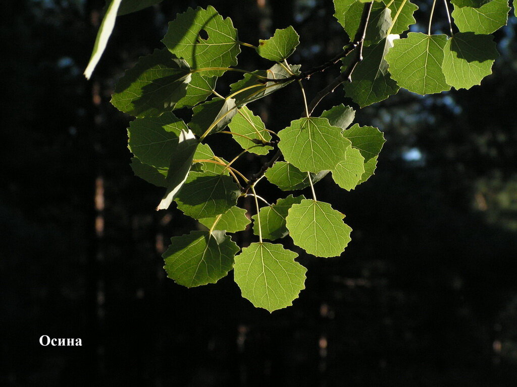 Осина ветви. Осина (Populus tremula). Тополь дрожащий осина. Осина обыкновенная лист. Осина Сибирская.
