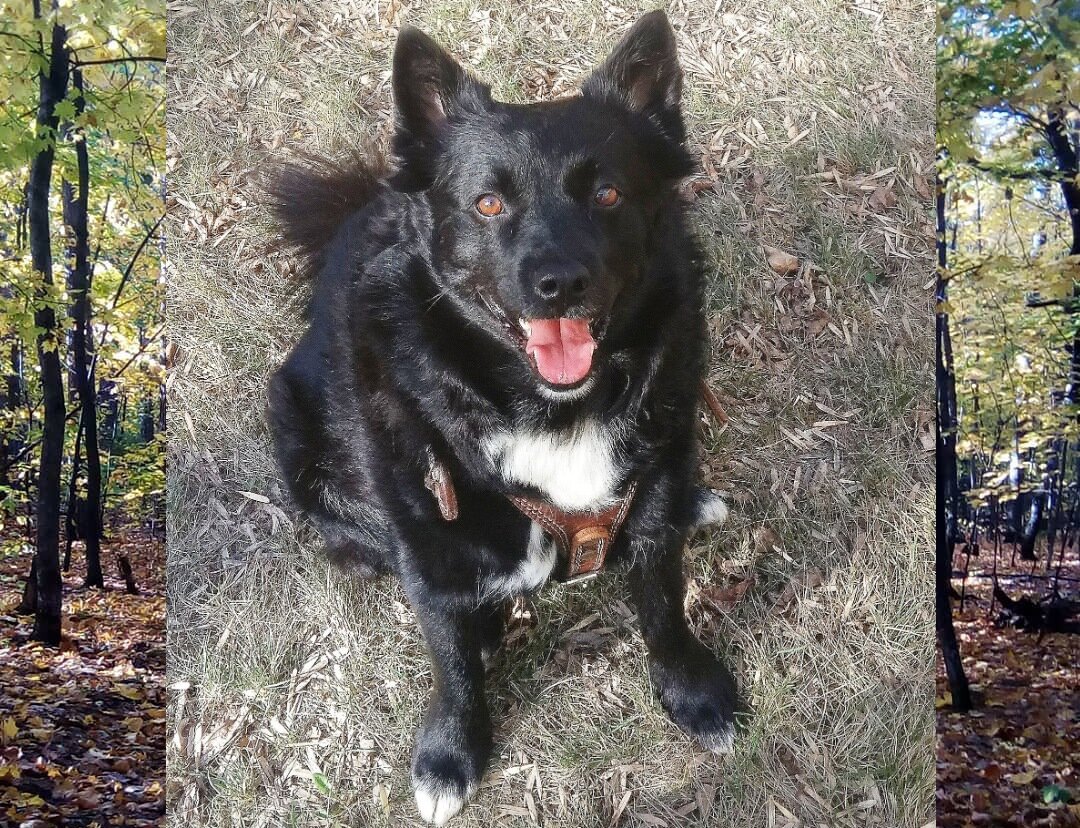 1. Наша Микки. 