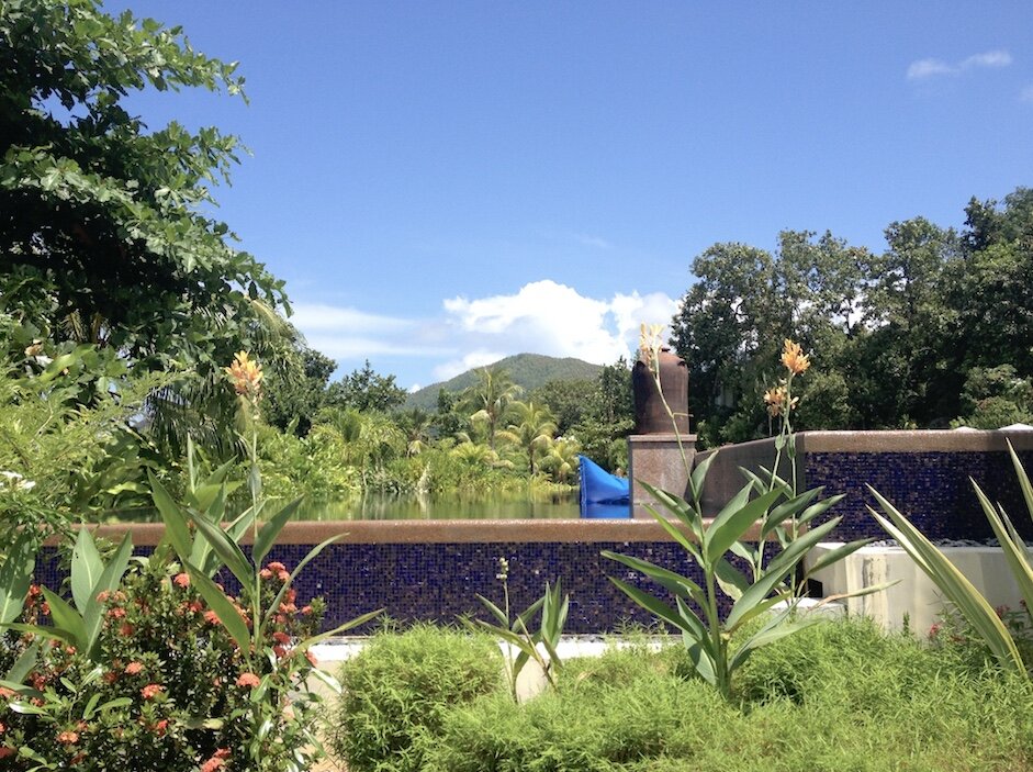 на территории Raffles Praslin растет много мимозы