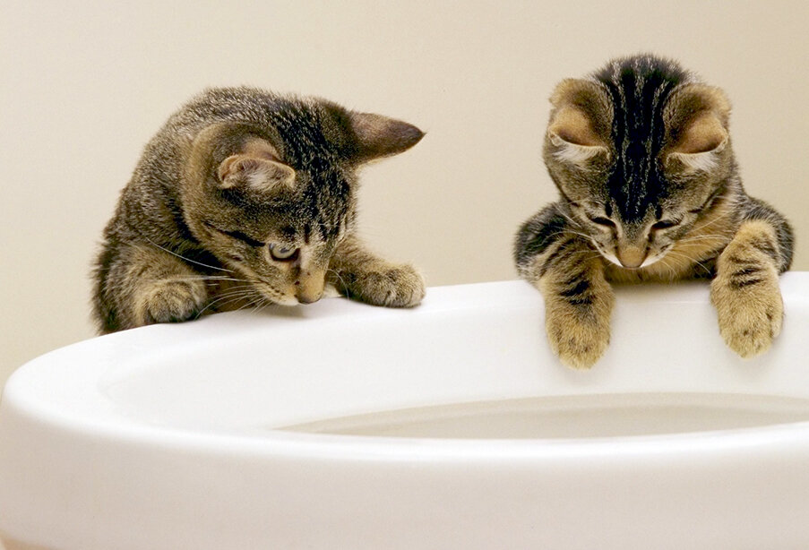 Выбираем унитаз: "Куда выпуск, в пол или в стену?"