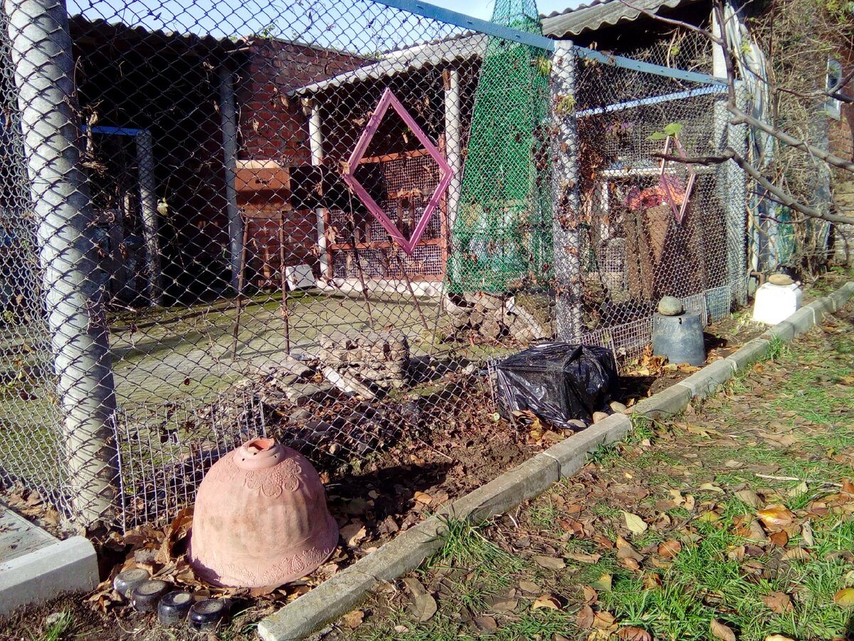 Клематисы укрыты листовым опадом и сверху непромокаемым материалом или перевертышами