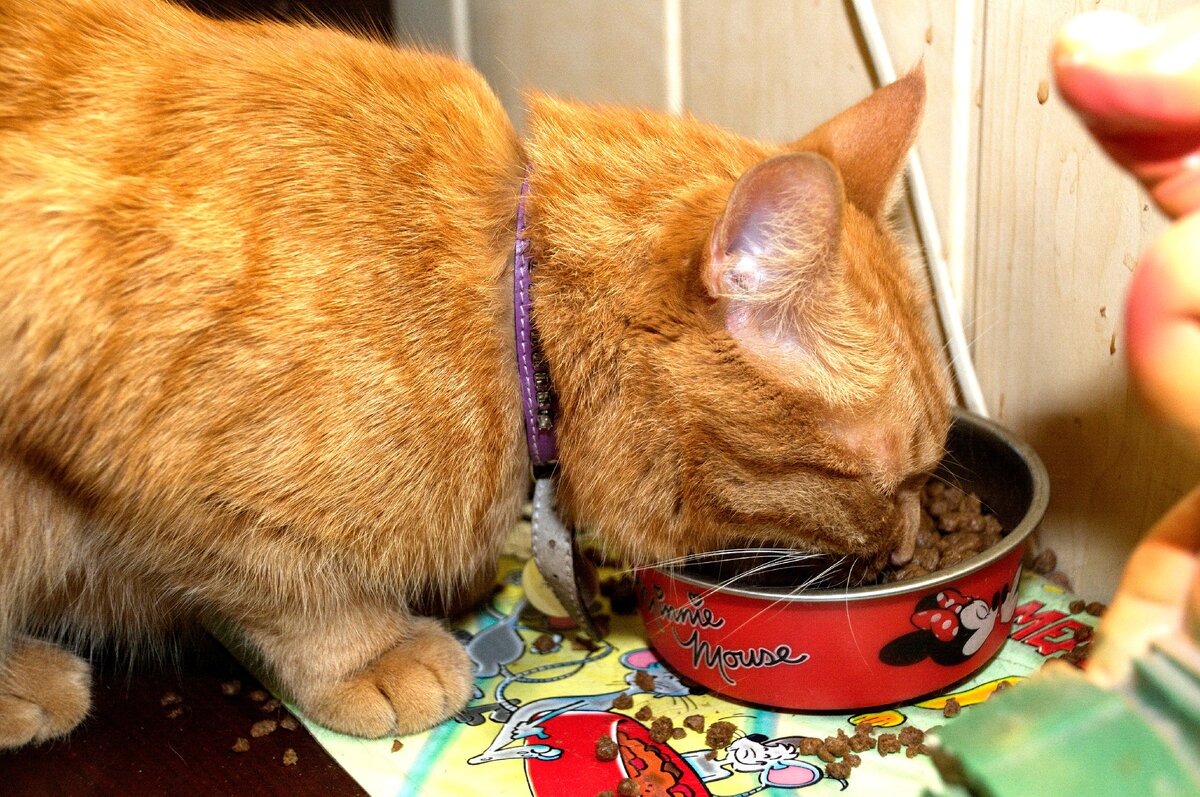 кот с печенюшками. сухарики для кошек. кошку сухаря. кошка кушает. сухарики кот.