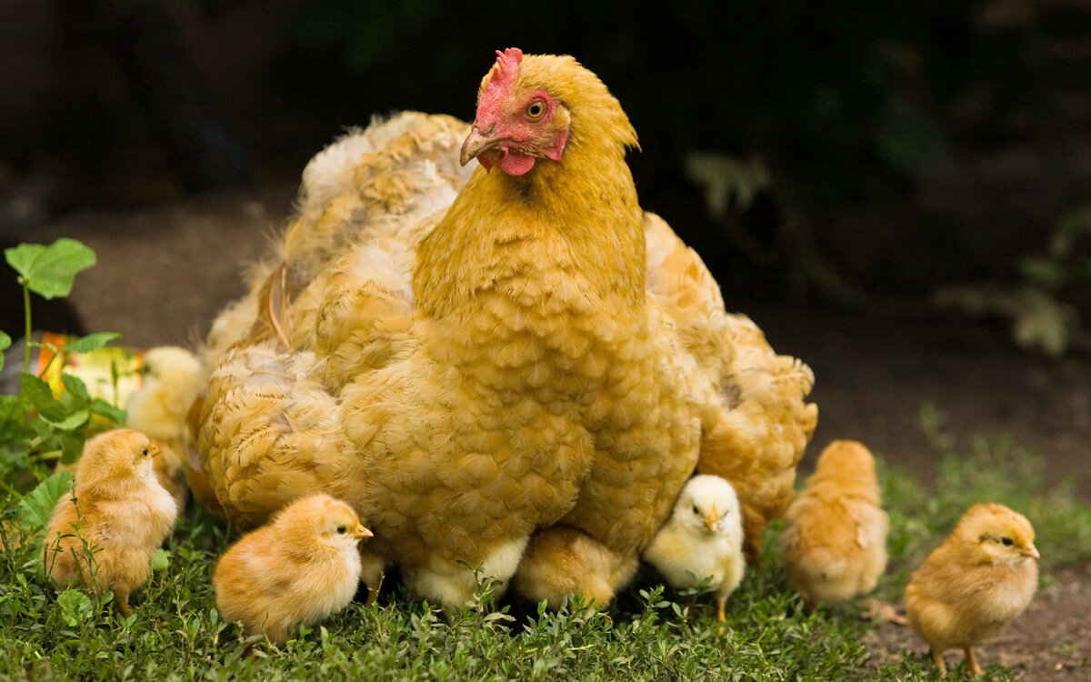 Как влияет свет на яйценоскость кур?