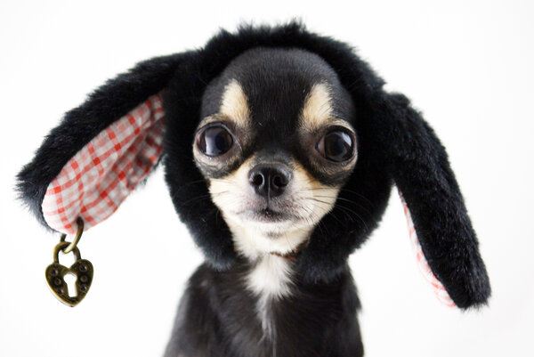 Чихуахуа: история, стандарты, характер, содержание