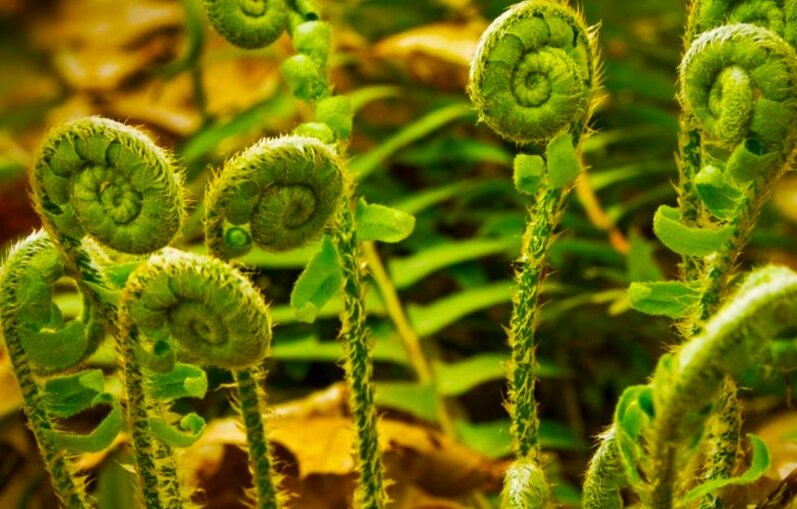 Папоротник-орляк.