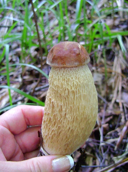 Фото Елена Молостова 22 июль 2018 в 20:08 в Грибы и грибники
