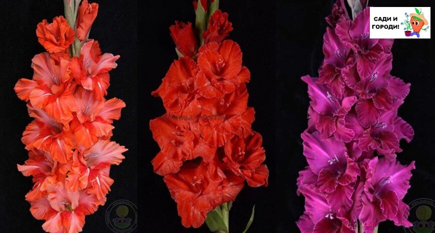 Слева направо: "Будь здоров, дружок", "Первая Конная Армия", "Русь-Орда". Мне больше всех "Будь здоров..." приглянулся! (Коллаж автора)