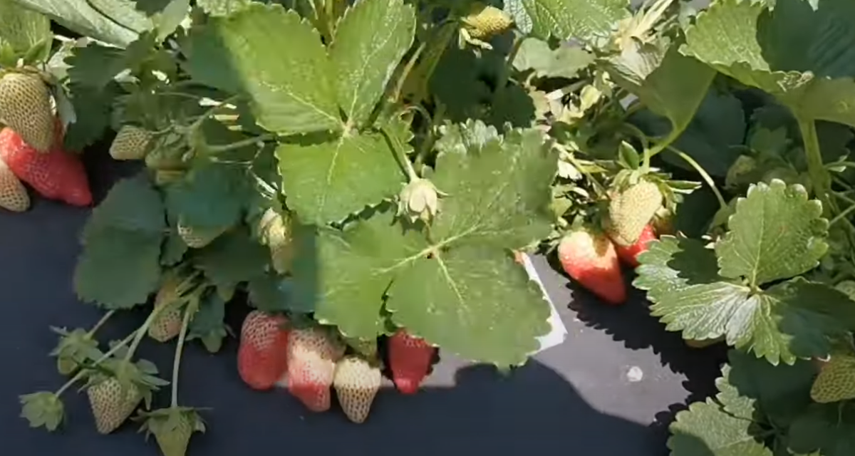 Земляника садовая июнь 2020 года.