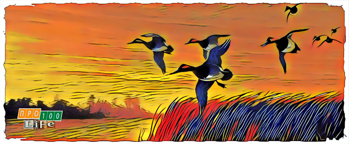 При этом всем она постоянно крякала. Крякала на всех и всюду