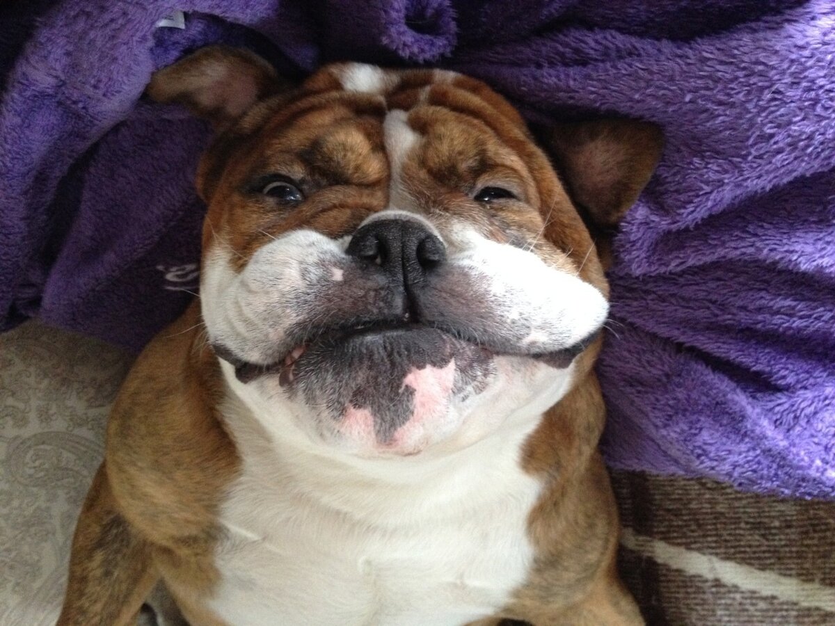 морда полосатая