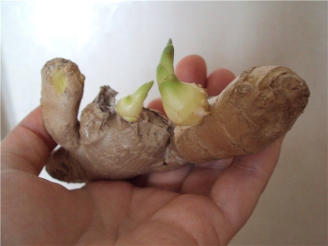 Почки на корне имбиря