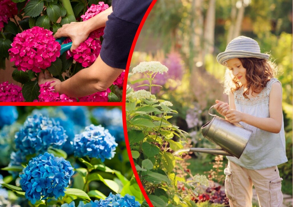 Подкормка садовой гортензии. Иллюстрация для статьи используется по стандартной лицензии ©life-hacky.ru