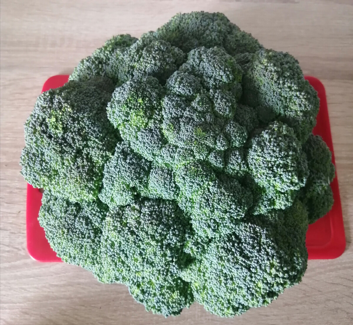 Фото авторам. Брокколи