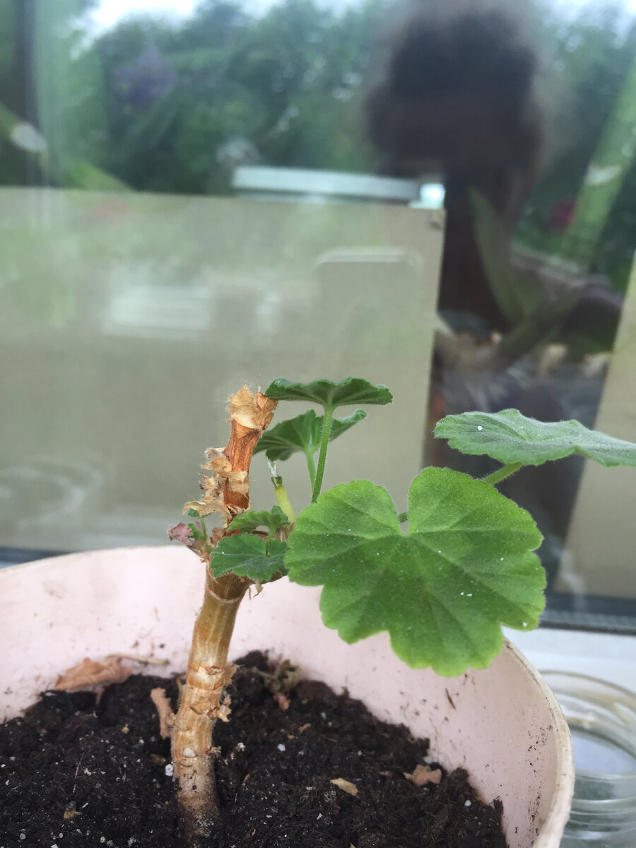 Забавная конструкция? Фото принадлежит автору