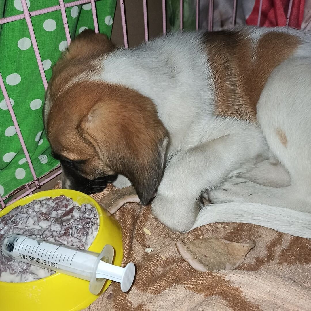 Первое время после спасения Бруно прятался от людей в угол