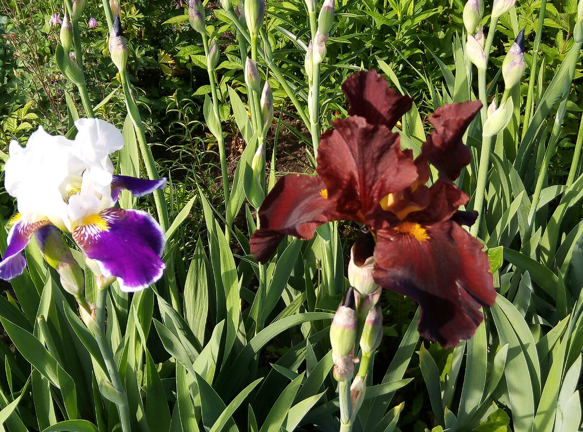 Когда срезать ирисы. Ирис германский Апачи Уорриор. Ирис германский Tulip Festival. Ирисы бородатые. Ирис германский оранж Чериот.