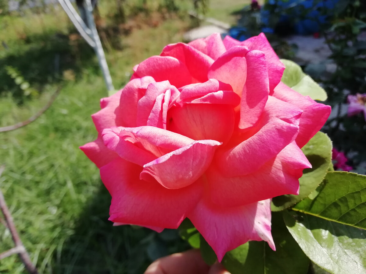 Мои розы🌹