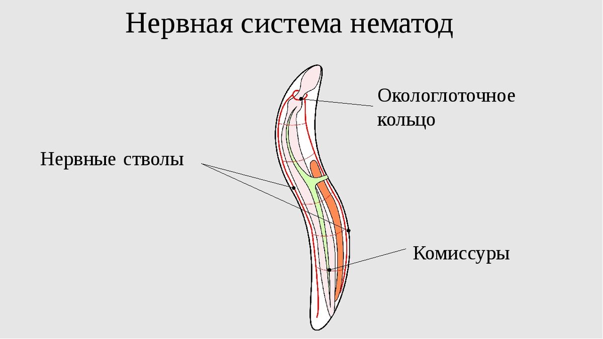 Строение систем круглых червей. Нервная система круглых червей 7 класс. Нервная система круглых червей нематоды. Тип круглые черви строение аскариды. Тип нервной системы у круглых червей.