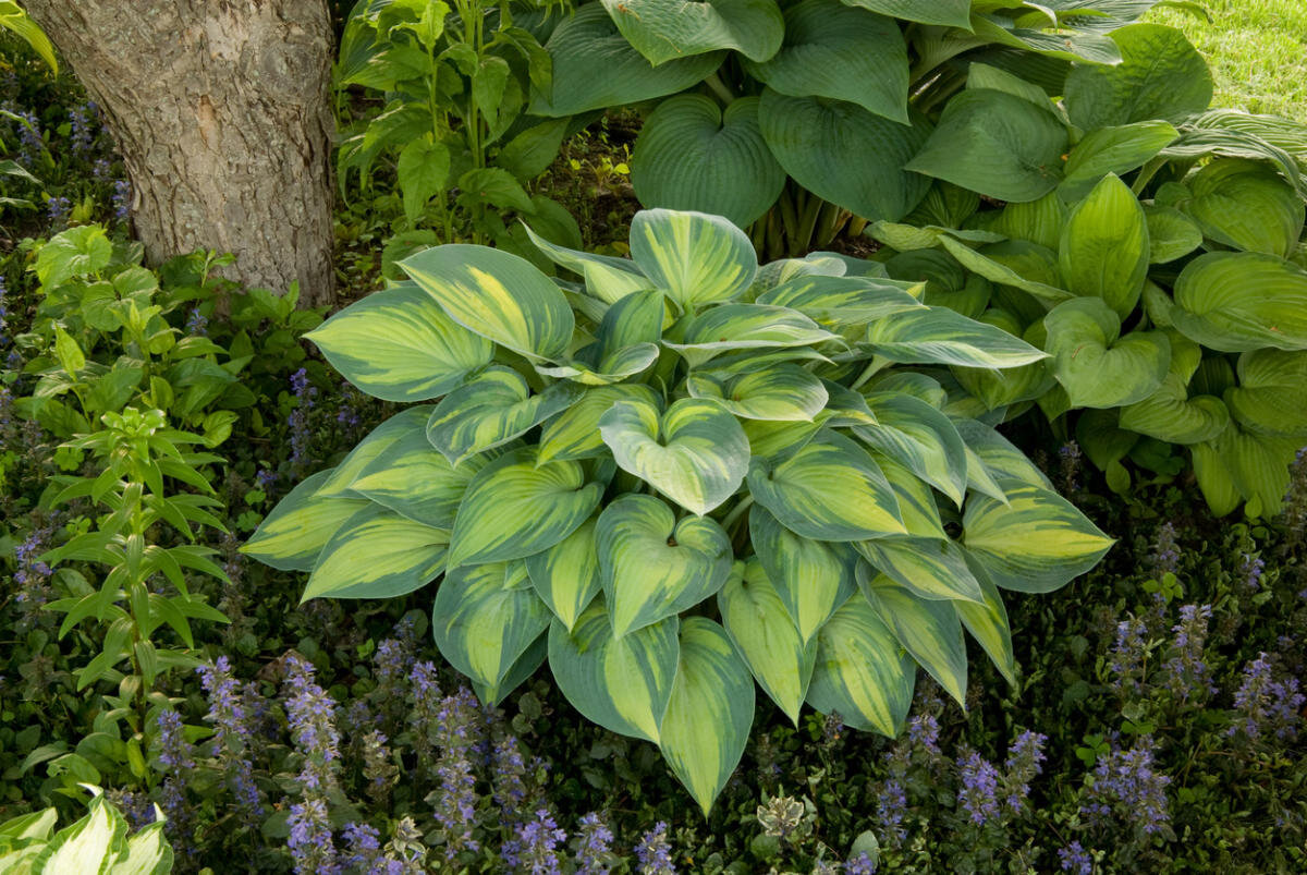 А промежутки между хостами тесно засадила однолетниками