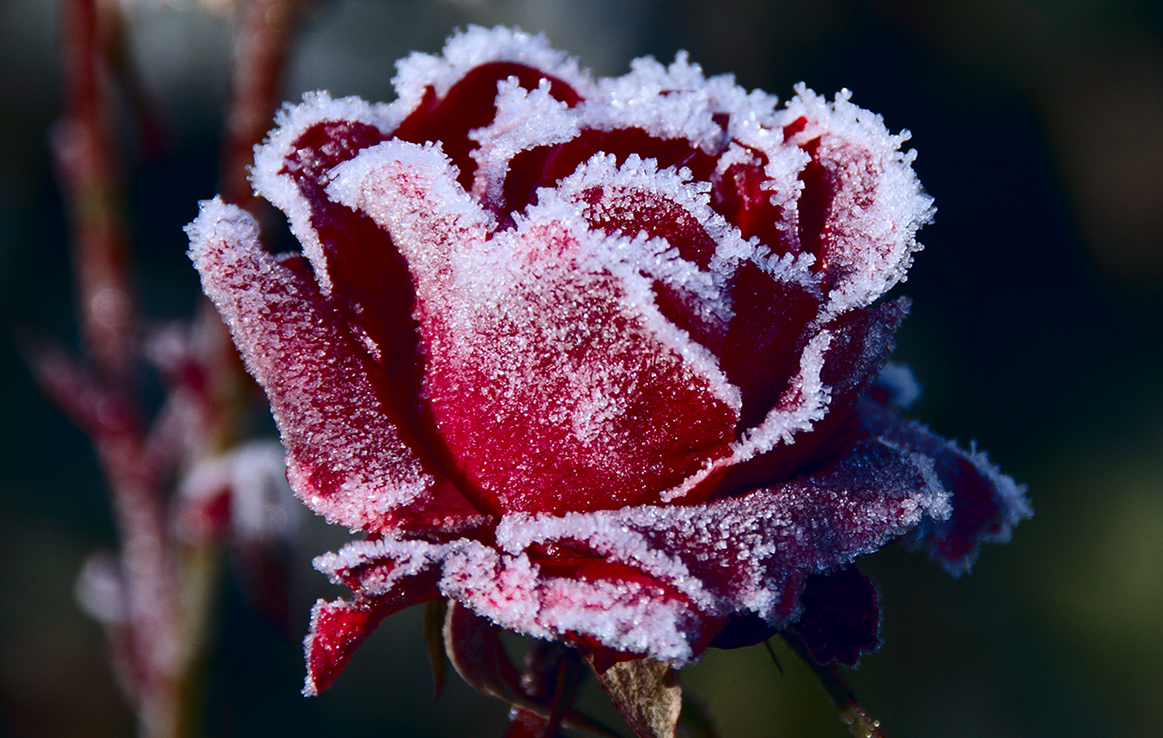 Красные цветы зимние розы. Замерзшая роза. Розы на снегу. Зимняя роза. Морозная роза.
