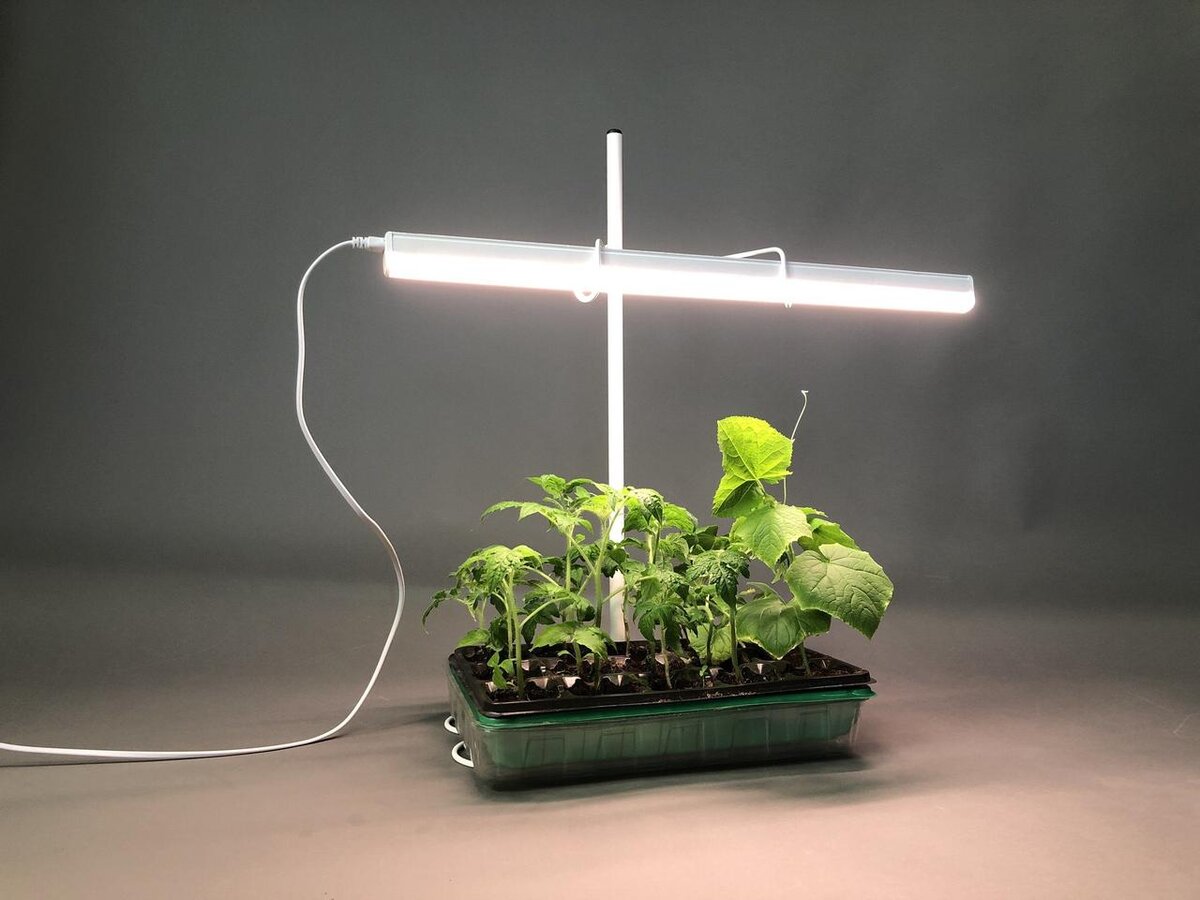 Лампа General 6500k 40 Вт для досвечивания рассады. Фитолампа grow Light 40 Вт. Фитолампа gr14 655mm. Фитосветильник Солнцедар д-40 комфорт. Можно ли рассаду ставить на солнце