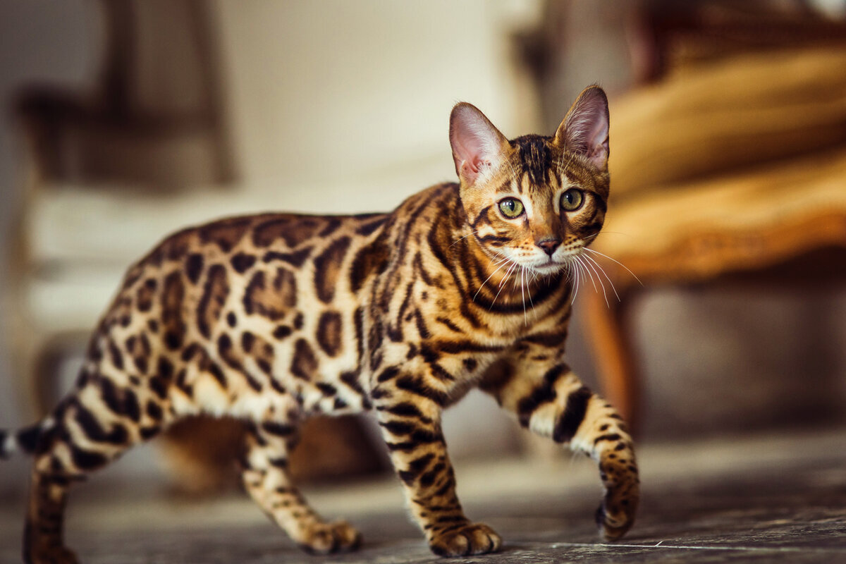 Описание бенгальской породы кошек | Мир Животных | Дзен