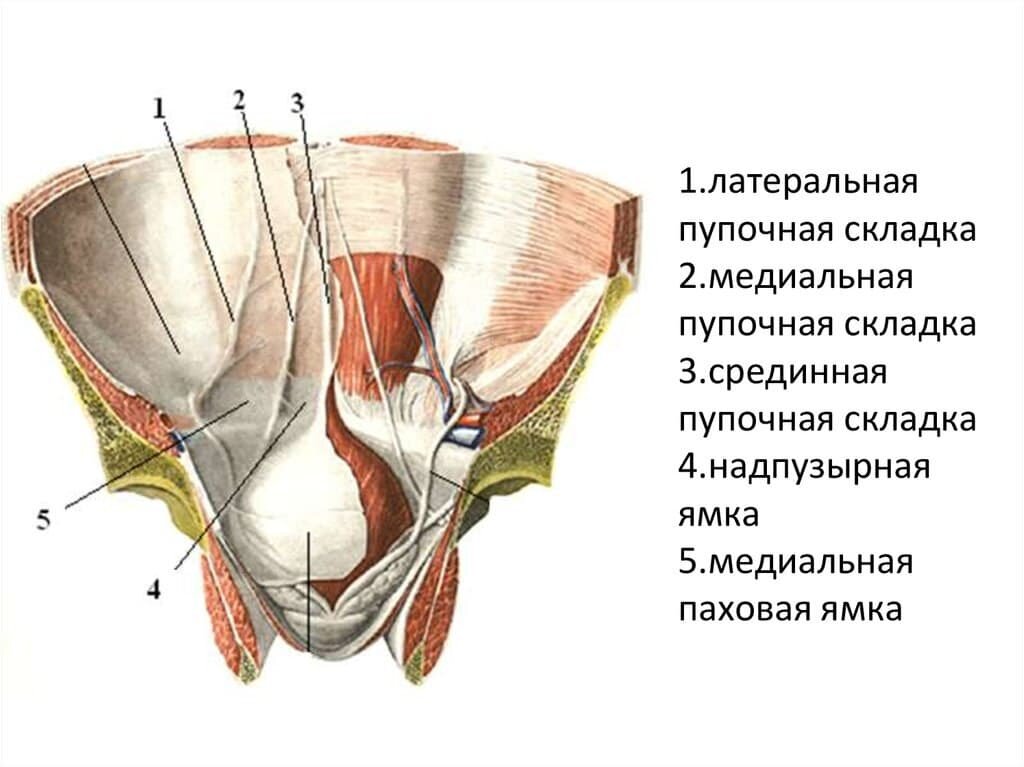 Срединная пупочная складка брюшины