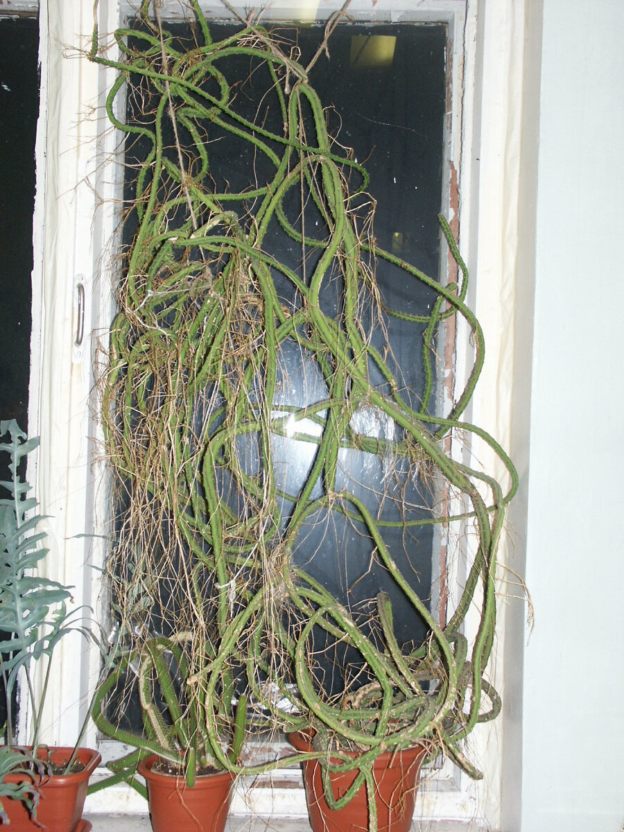 В квартире селеницереус займет все доступное пространство. И не сказать, что украсит его. Фото автора.