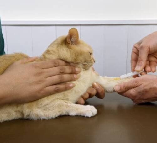 Общий анализ крови у кошек - что означают показатели основных тестов ОАК у  кошек | Лапа помощи | Дзен