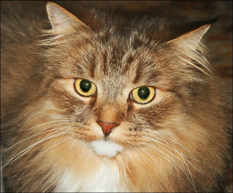 Кот Ластюха до болезни. Фото из личного архива.