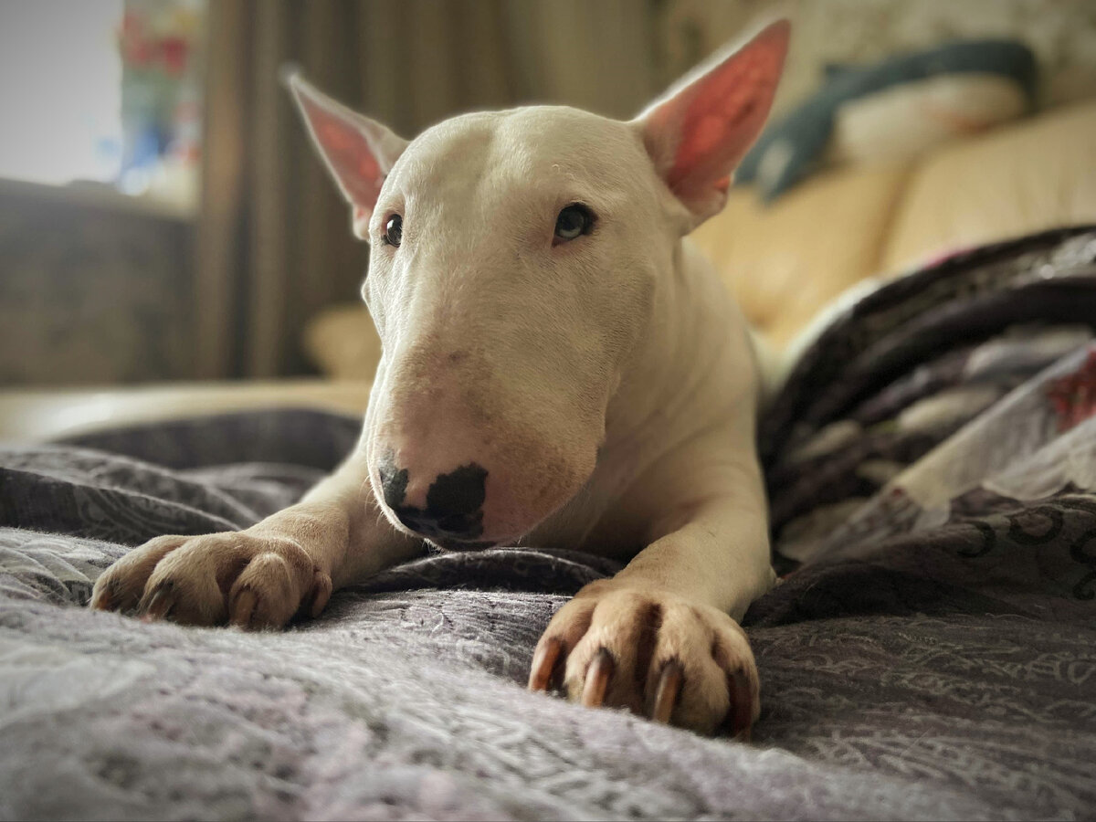 Собака породы кокос