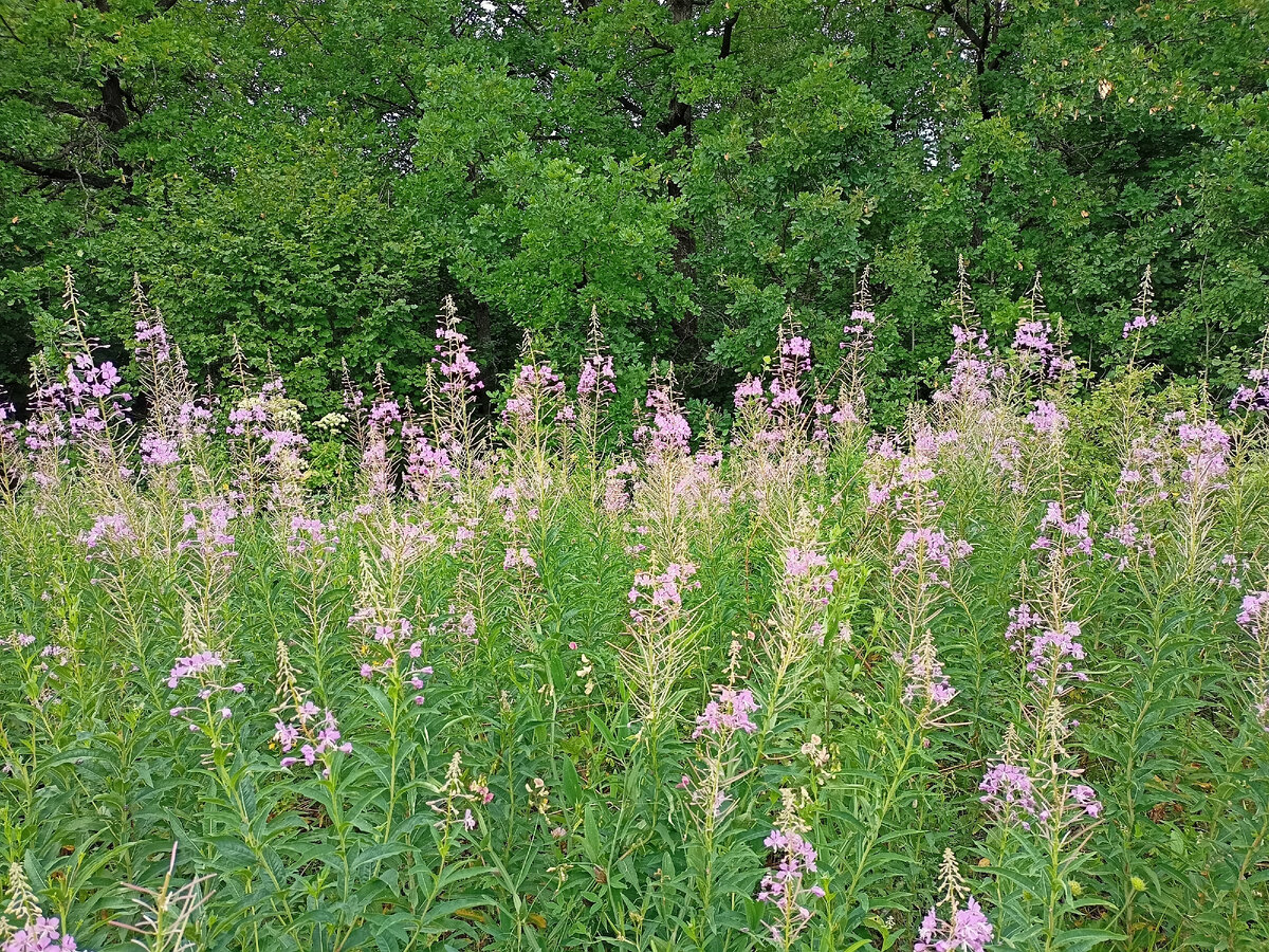 Ароматный Иван-чай