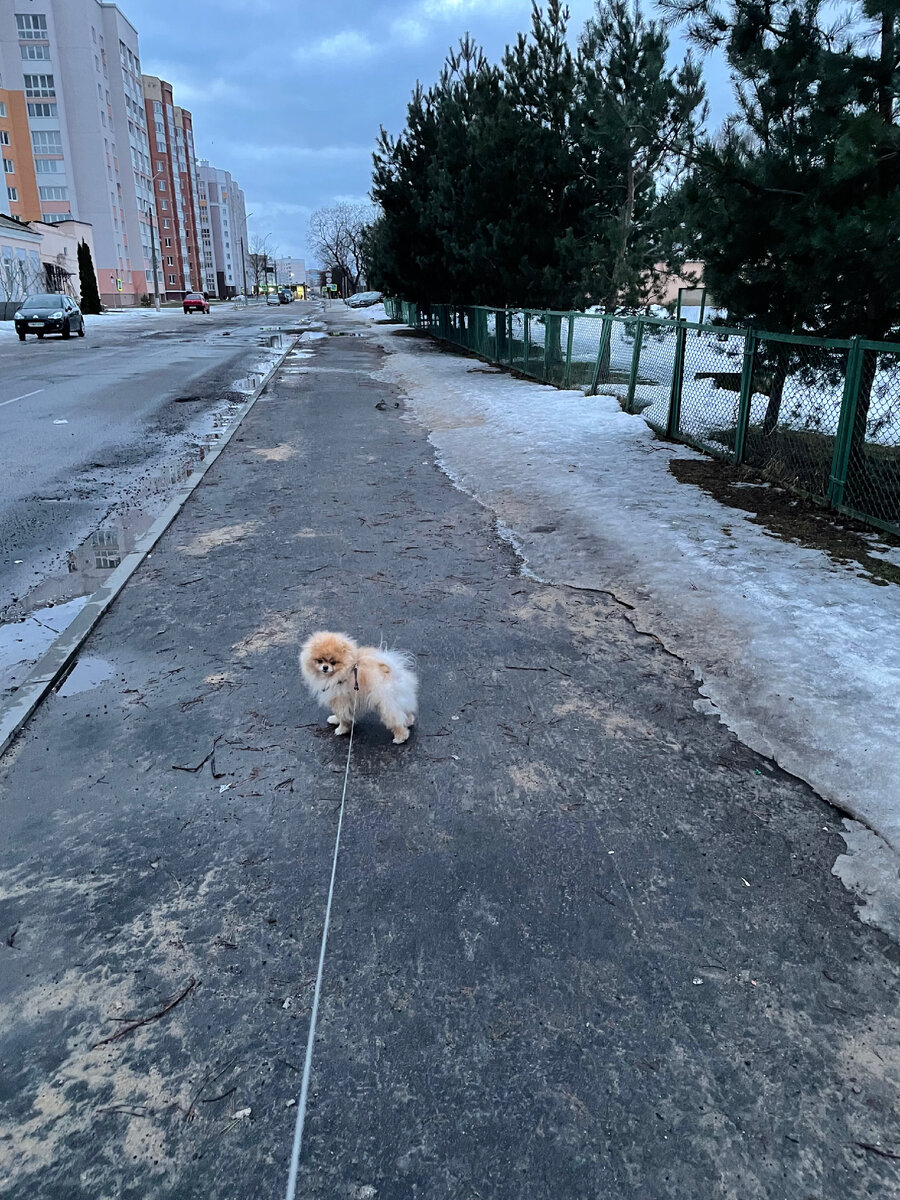 Март 2022, утро, прогулка 