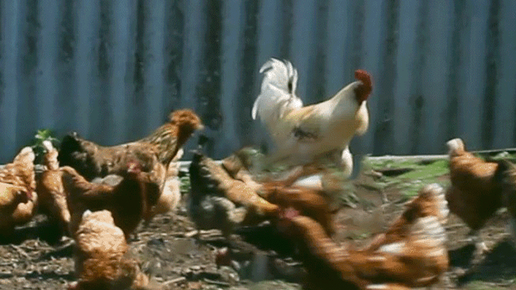 Детская песня Цып цып мои цыплятки — Video | VK