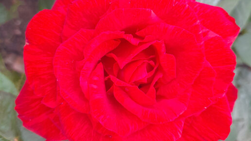 Цветение роз в моем саду!