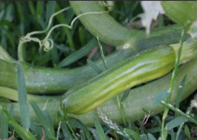 Загущенные посадки