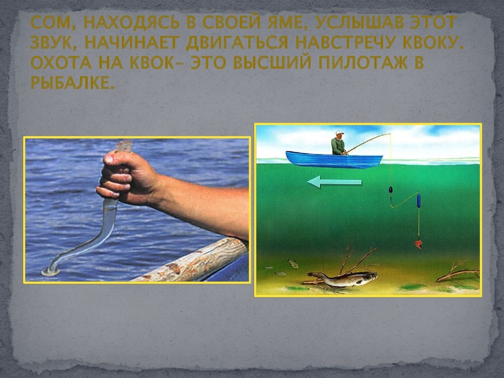 На что ловить сома на квок